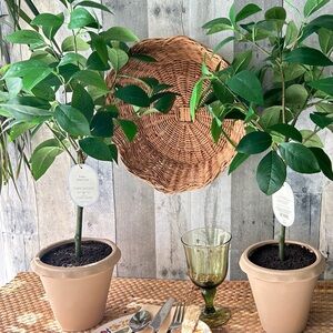 🌴Delightful Threshold Faux Potted Mini Tree with Beige Pot| Sold Separately